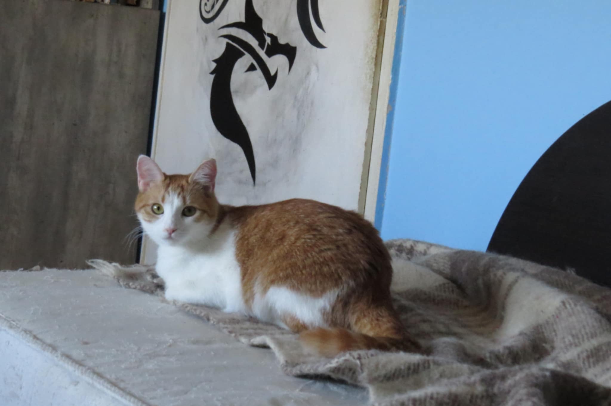 Tango, Bild 5