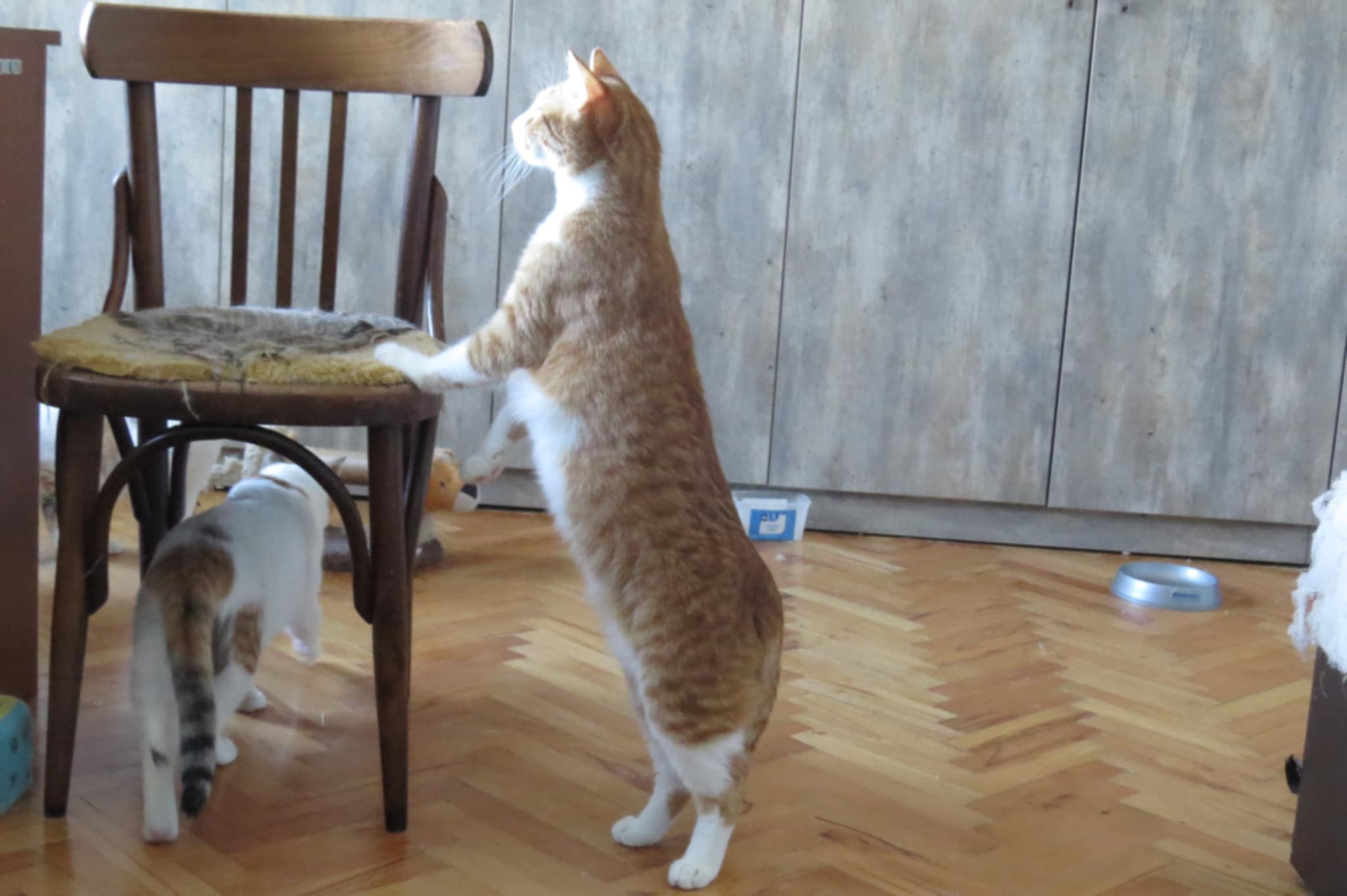 Tango, Bild 6