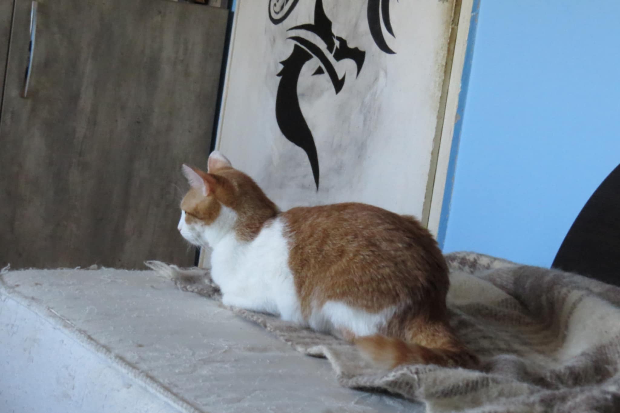 Tango, Bild 7