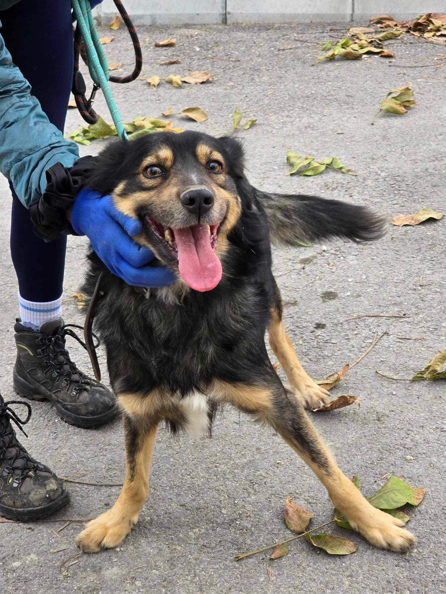 Tchibo, Hund