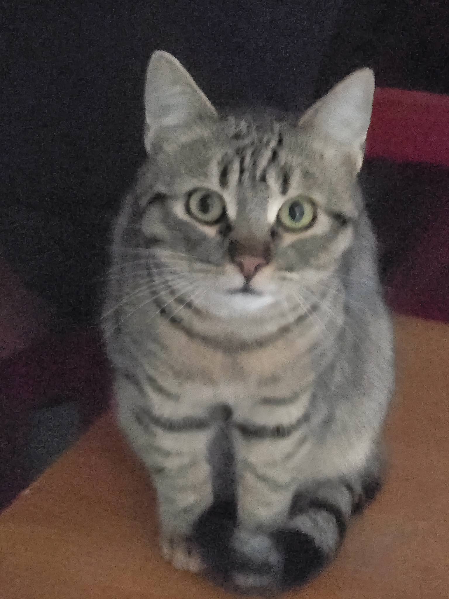 Tiko, Bild 7