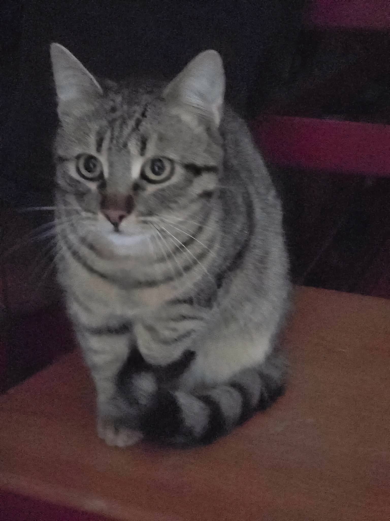 Tiko, Bild 9