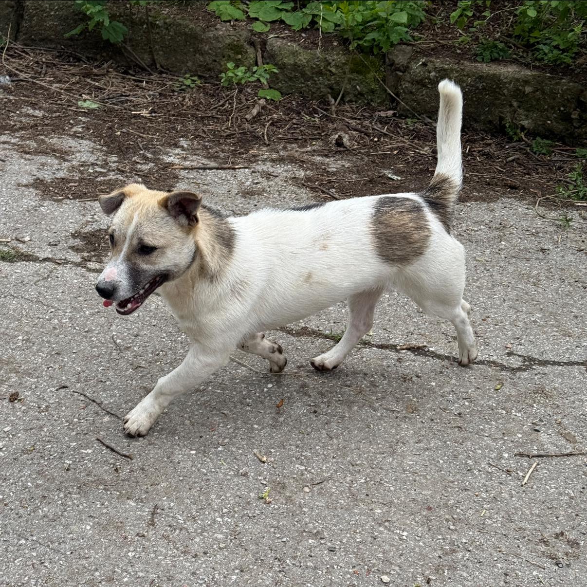 Toby, Bild 2