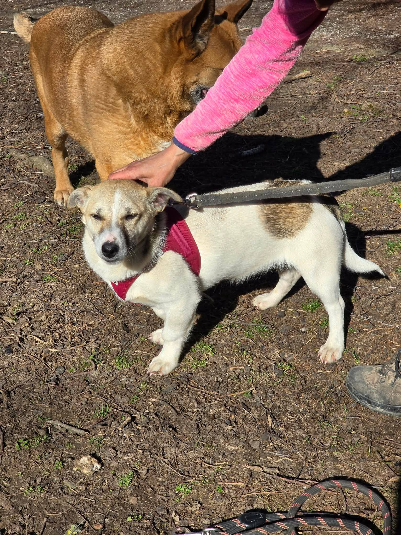 Toby, Bild 4