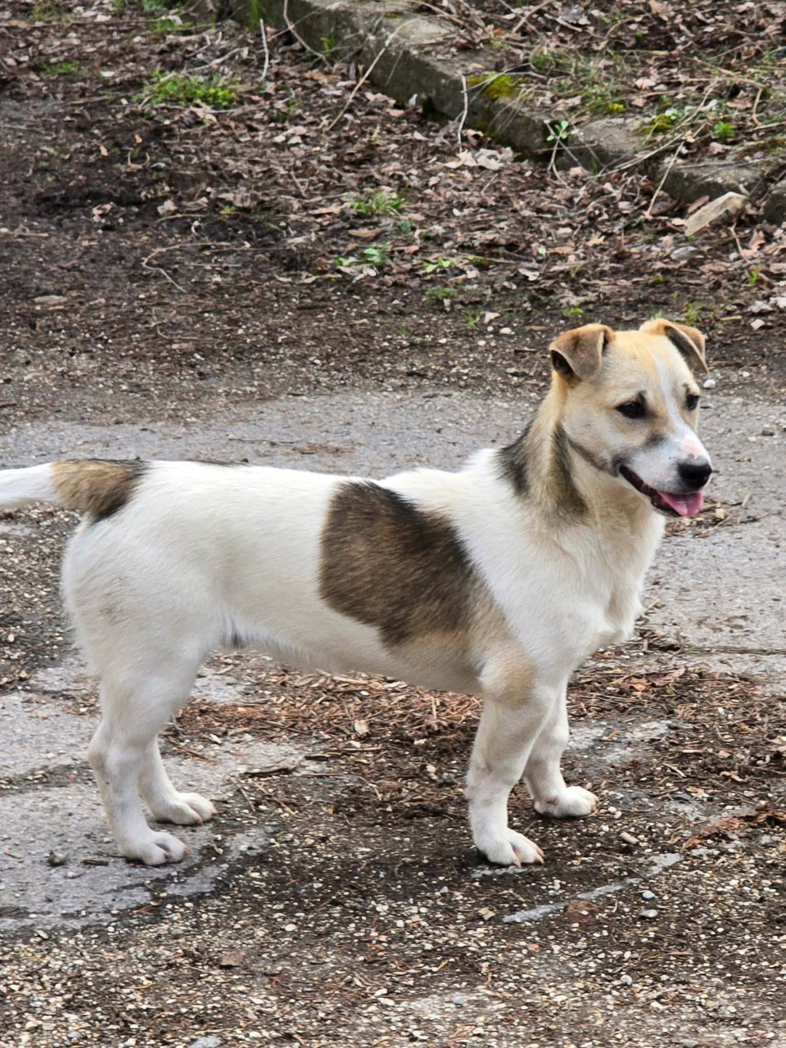 Toby, Bild 5