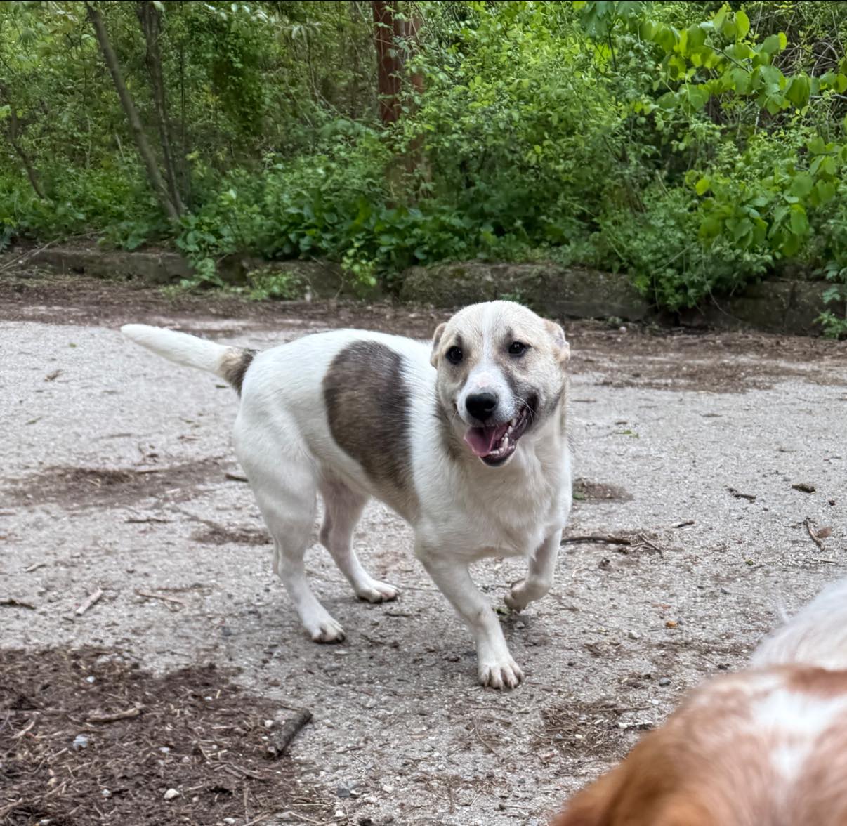 Toby, Hund