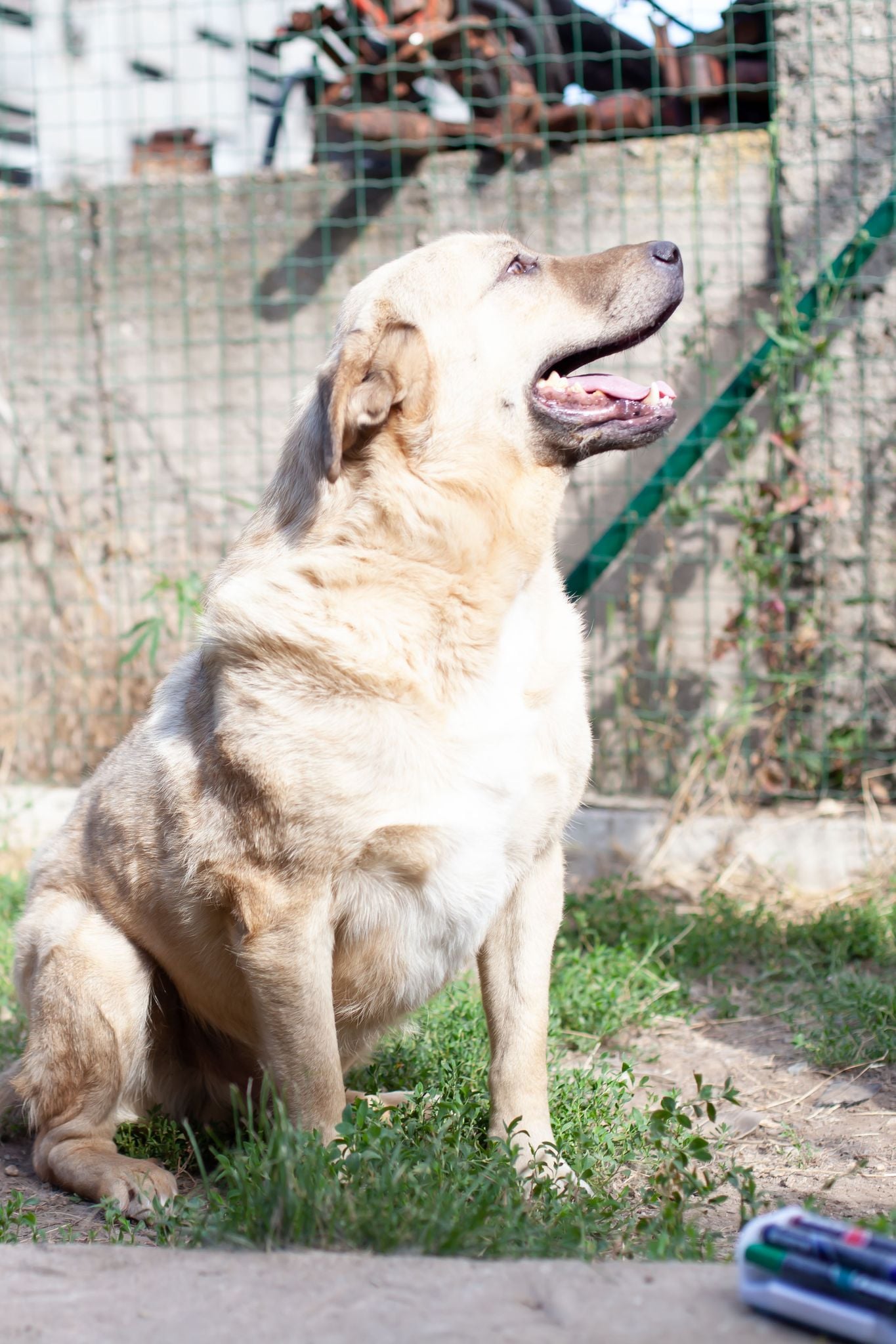 Viktor, Bild 5