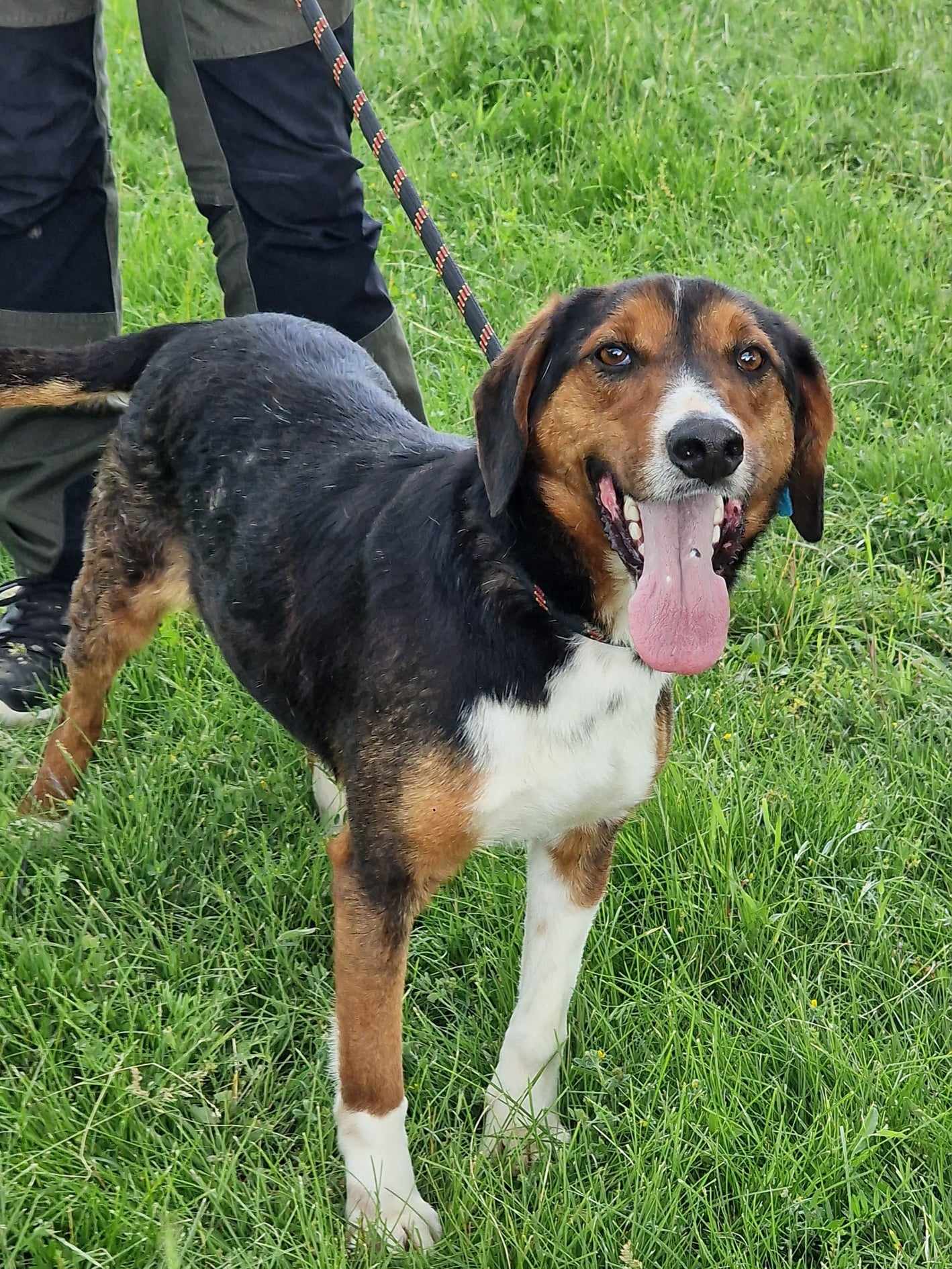 Vincent, Hund