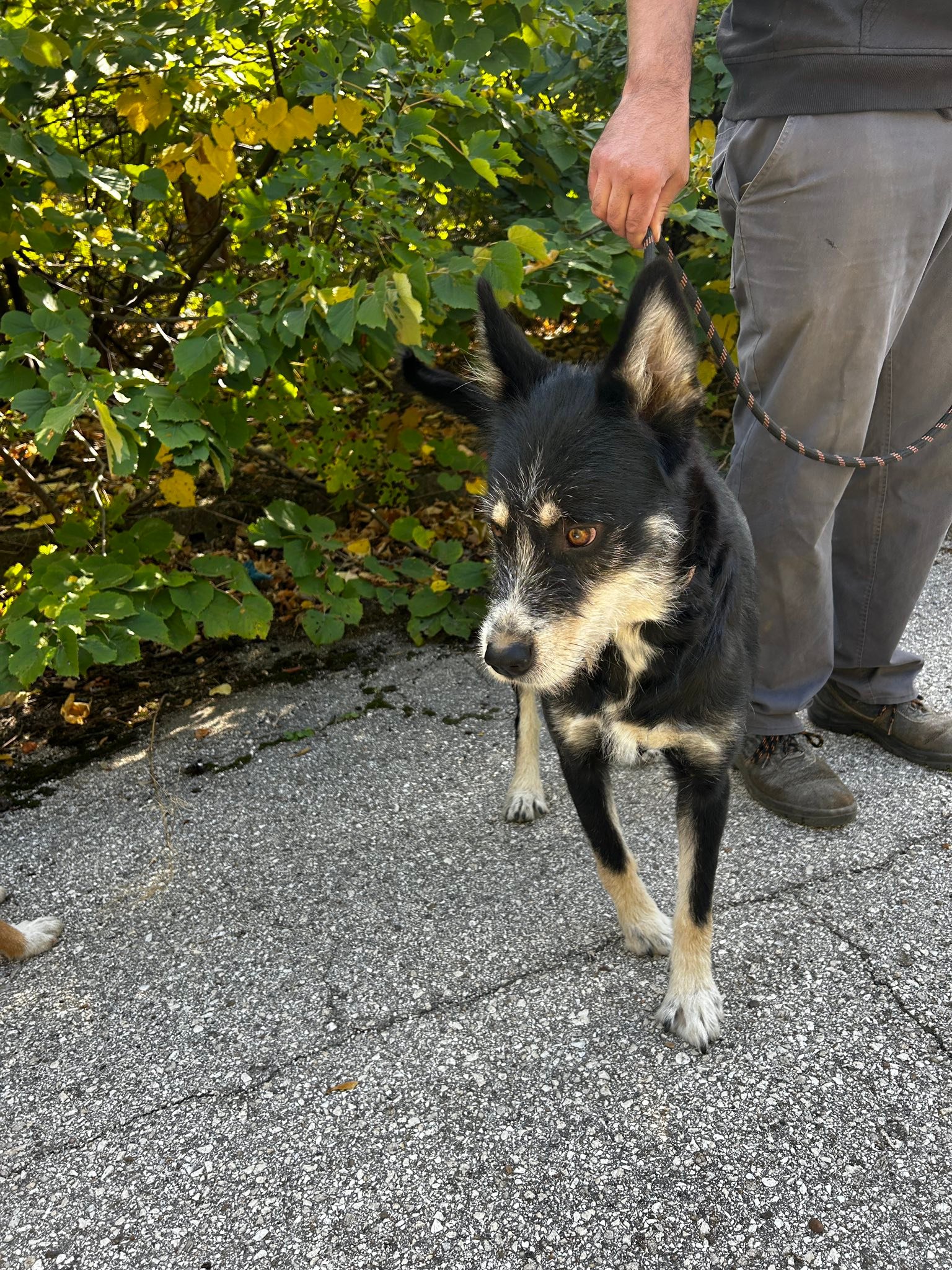 Viola, Bild 13