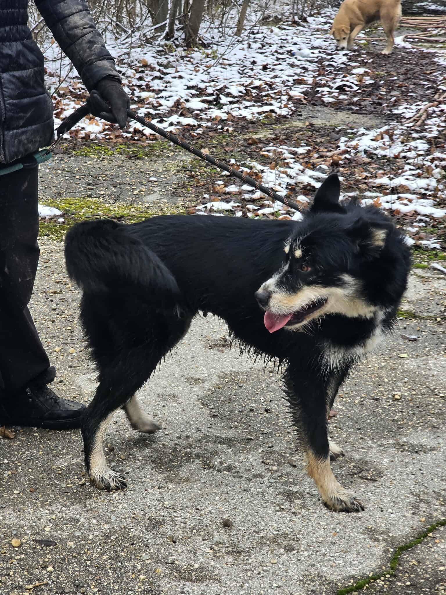Viola, Bild 25