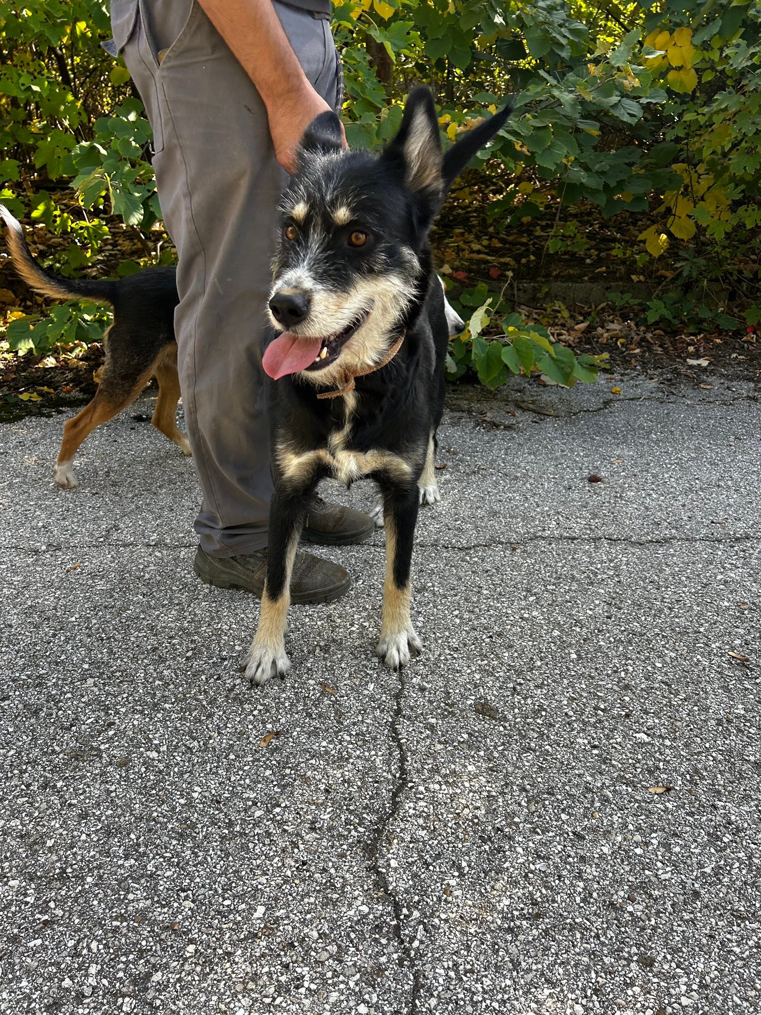 Viola, Bild 9