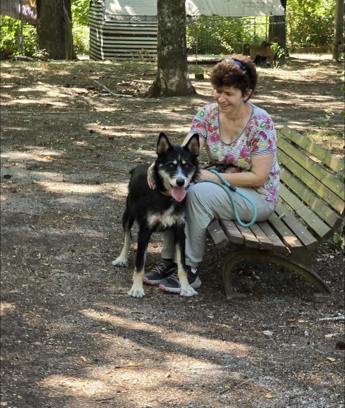 Viola, Hund