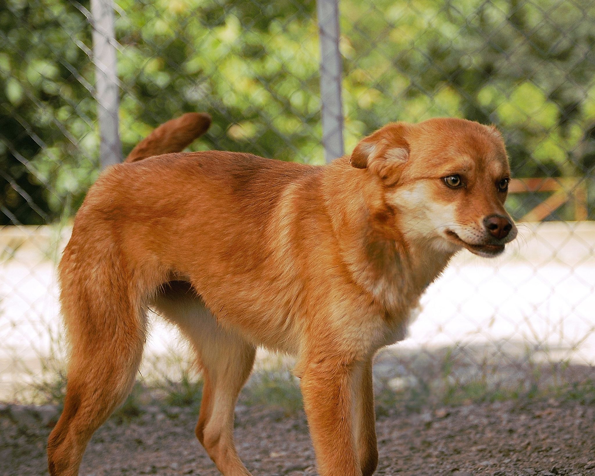 Zira, Bild 20