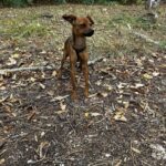 1727712797 15 Bitte teilen Name Richie Geschlecht Ruede Rasse Pinscher Mischling Groesse