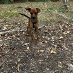 1727712797 26 Bitte teilen Name Richie Geschlecht Ruede Rasse Pinscher Mischling Groesse