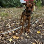 1727712797 962 Bitte teilen Name Richie Geschlecht Ruede Rasse Pinscher Mischling Groesse