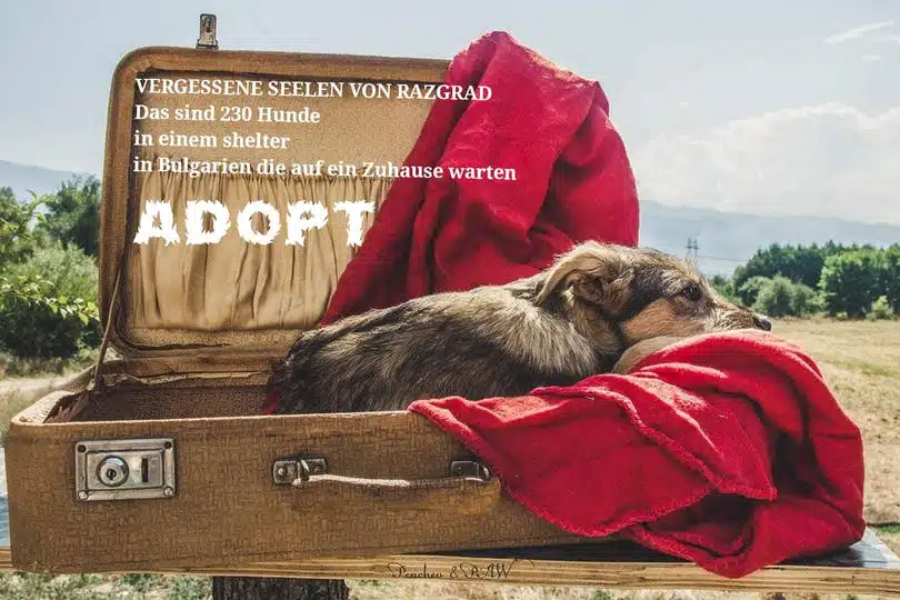 Seelen von Razgrad Seelen von Razgrad