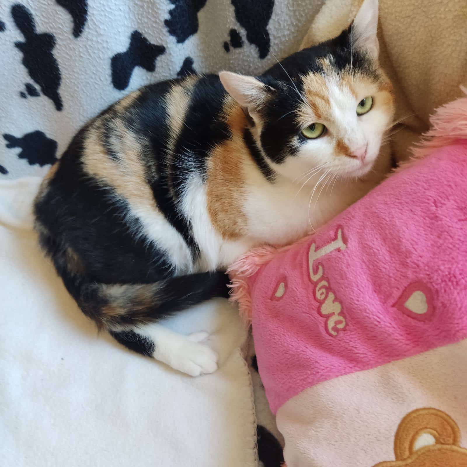 Kori