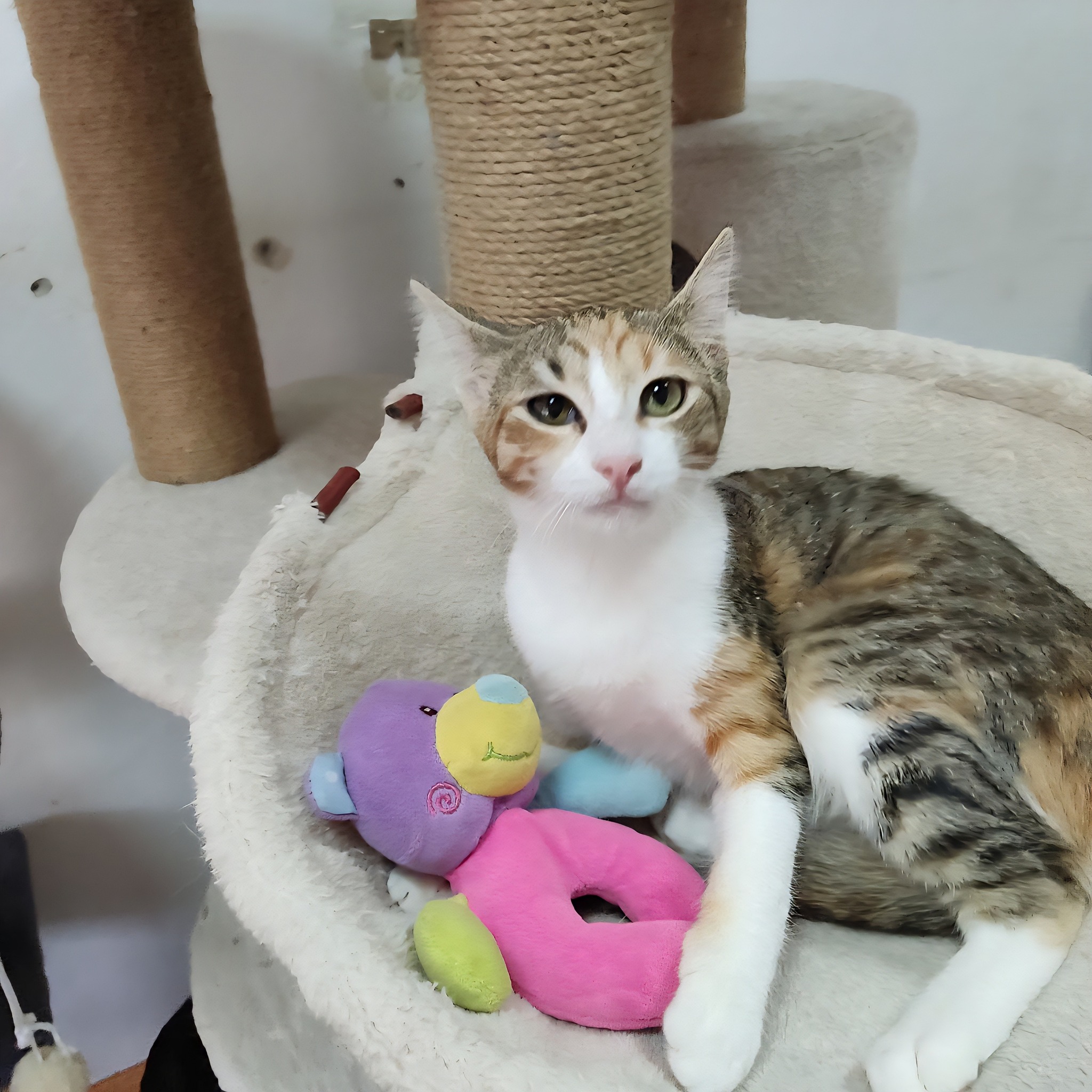 Hana
