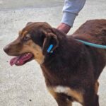 489607407 1064772785680535 8978687210717708358 n