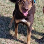 490542752 1064772382347242 1827174974814720618 n