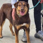 491928527 1064772732347207 8251332970588340635 n