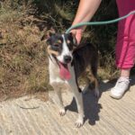 529099504 1152643850226761 2373626543852509257 n