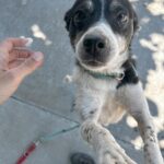 529915403 1154140216743791 8587208457686761746 n