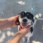 532243397 1154139086743904 8418934785755235606 n