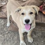 546804390 1179870370837442 6319043484740583183 n