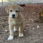 547271495 1179870377504108 1786164259610565025 n