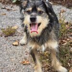 490379358 1061587125999101 7010758963906155601 n