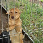 493696647 1111242344366912 1264227576709394250 n