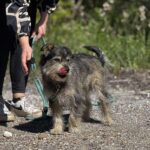 494129357 1102293485261798 9009861710379239697 n