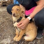 496417907 1111240251033788 5542408532036527282 n