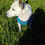 506531782 1107592408065239 1910642245887520801 n