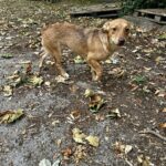 547670746 1180526910771788 3069976998408620323 n