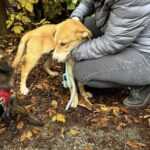 564618466 1211730967651382 990963231356861740 n