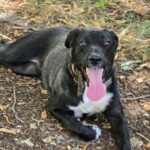 589413920 1243836804440798 3891519732341244779 n