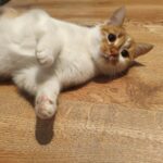 597857530 1255356459955499 3473261919749754988 n