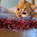 597883233 1255356526622159 6660568273650392836 n