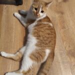 598720807 1255356473288831 3755621350793556645 n