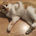 599814477 1255356333288845 8538165554554169722 n