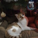 606897943 1270846968406448 5925779947491902029 n