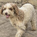 607738486 1271536888337456 3953296122253873881 n