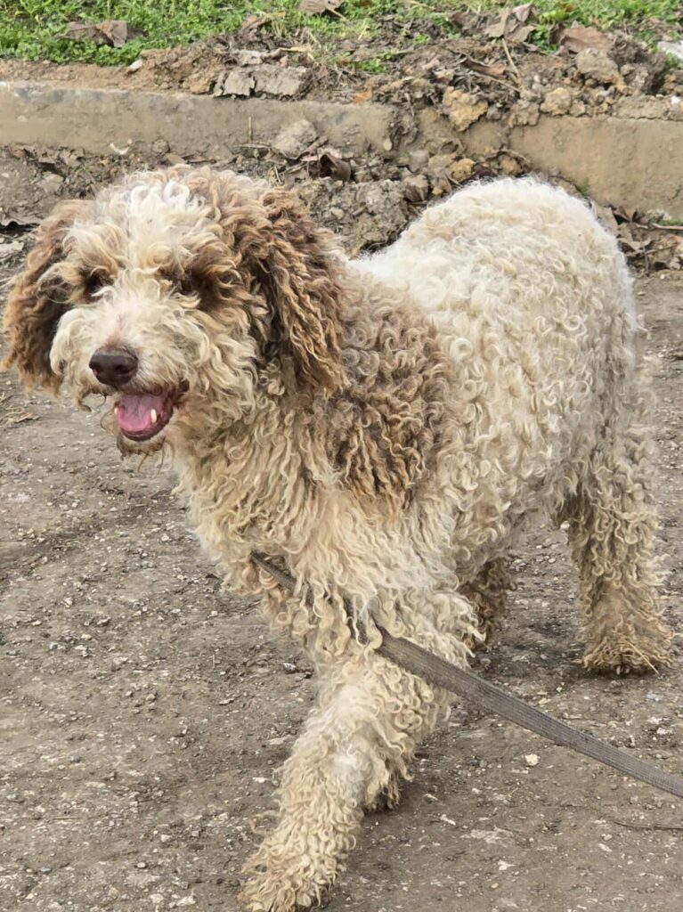 607738486 1271536888337456 3953296122253873881 n