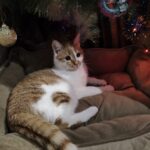 607958333 1270846985073113 5089030194847599699 n