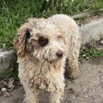 608897360 1271536785004133 7154944494118743392 n