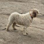 608926925 1271536985004113 8578785188720977827 n