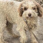 610831755 1271536981670780 9094145890038787380 n